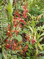 Generic placeholder thumbnail