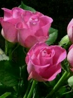 Generic placeholder thumbnail