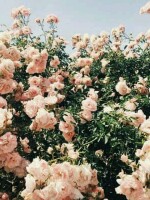 Generic placeholder thumbnail