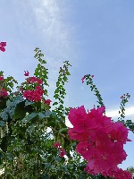 Generic placeholder thumbnail