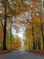 Generic placeholder thumbnail