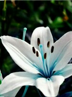 Generic placeholder thumbnail